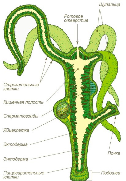 Kra23.at